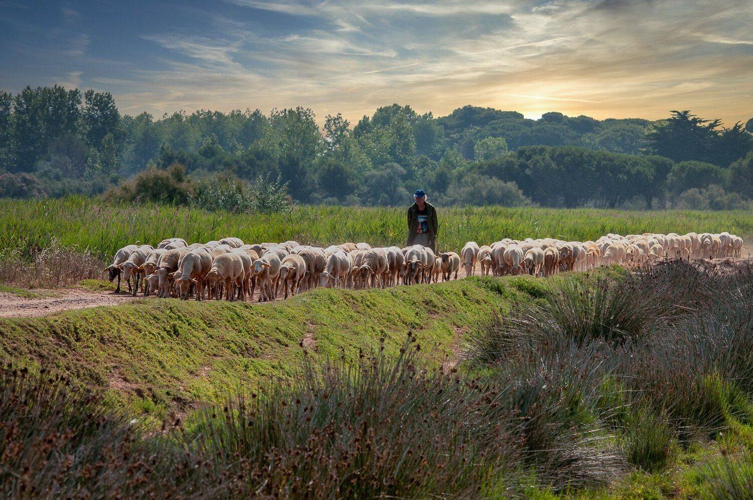 shepherd; sheep; herd; nature; animal; herdsman; france; breeding, Sib&eacute;