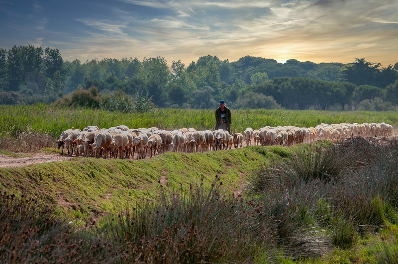 shepherd; sheep; herd; nature; animal; herdsman; france; breeding The shepherd leads the herd фото превью