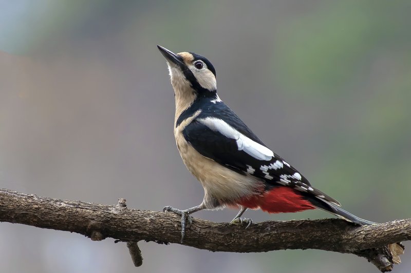 Great Spotted Woodpecker фото превью