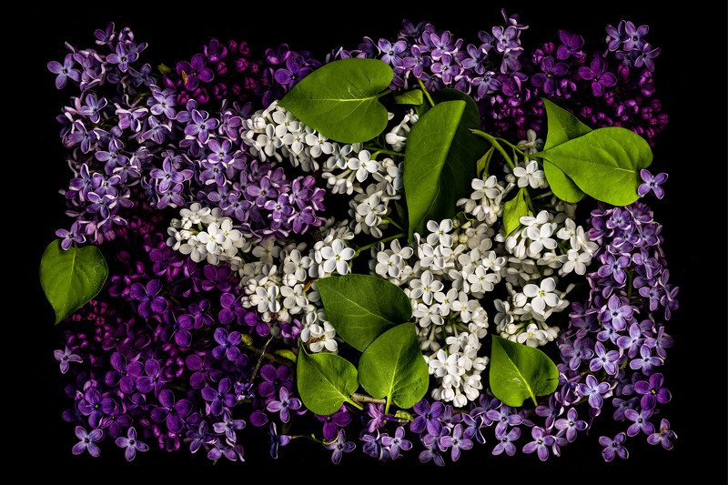 сирень фото превью