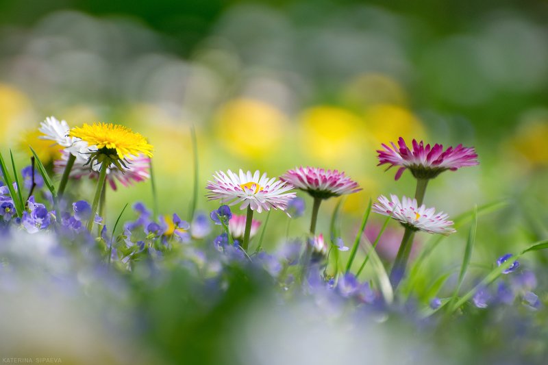 природа, весна, цветы Весеннее цветение фото превью