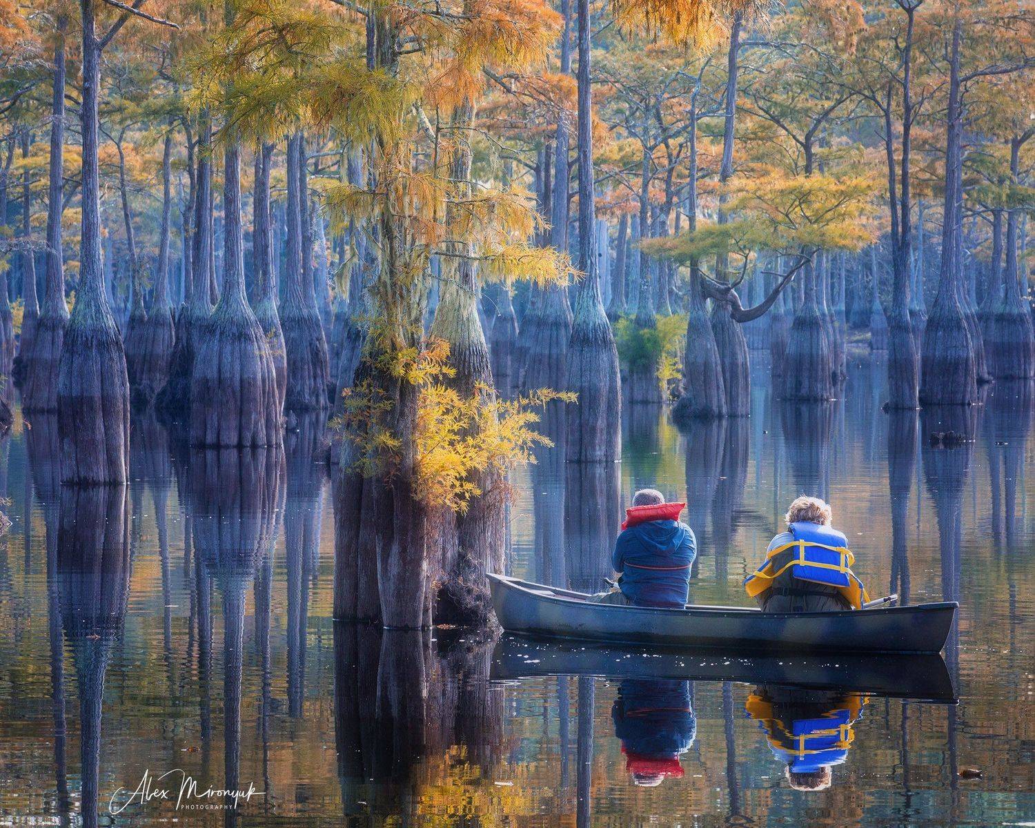 кипарис, болото, озеро, отражение, вода, туман, утро, осень, фото-тур, США, Alex Mironyuk