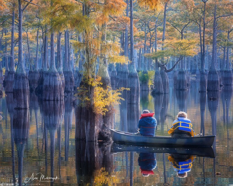 кипарис, болото, озеро, отражение, вода, туман, утро, осень, фото-тур, США Прогулка по кипарисовому озеру фото превью