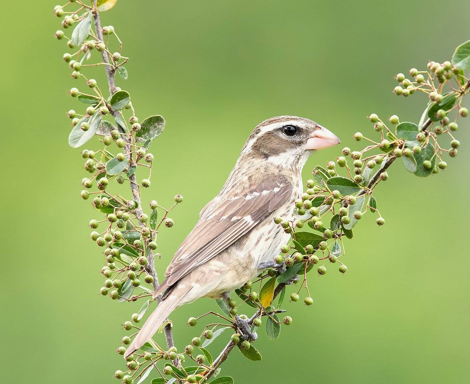 красногрудый дубоносовый кардинал, rose-breasted grosbeak, grosbeak, Elizabeth Etkind