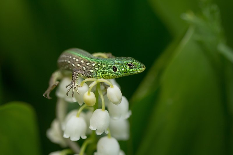 Ящерица фото превью