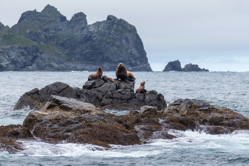 Камчатка, туризм, астрофототур, животные, анималистика Охрана фото превью