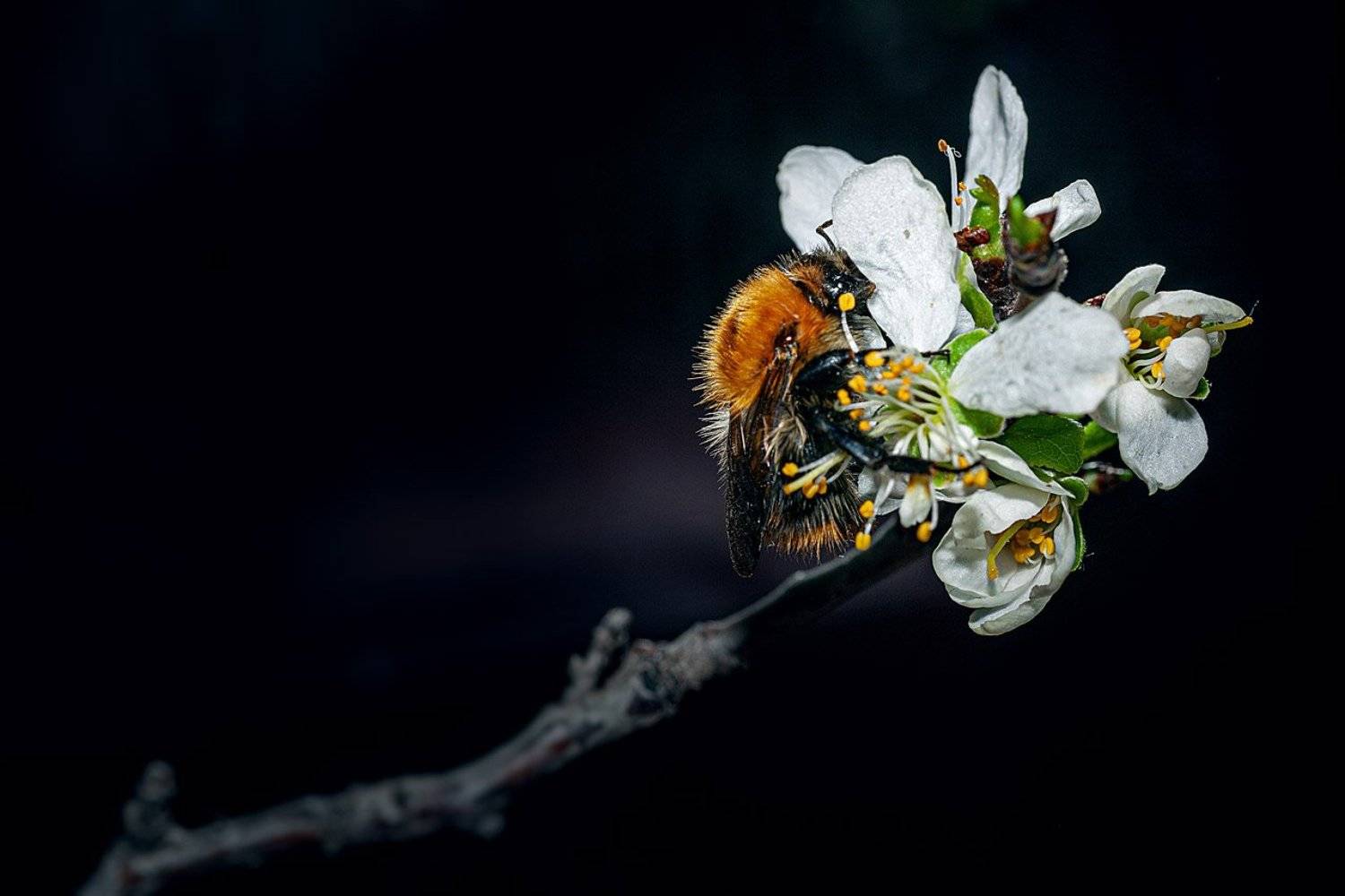 южный урал,оренбургская область, орск, новотроицк,, Качурин Алексей