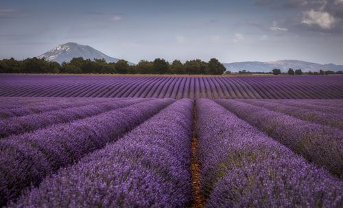 лавандовые волны