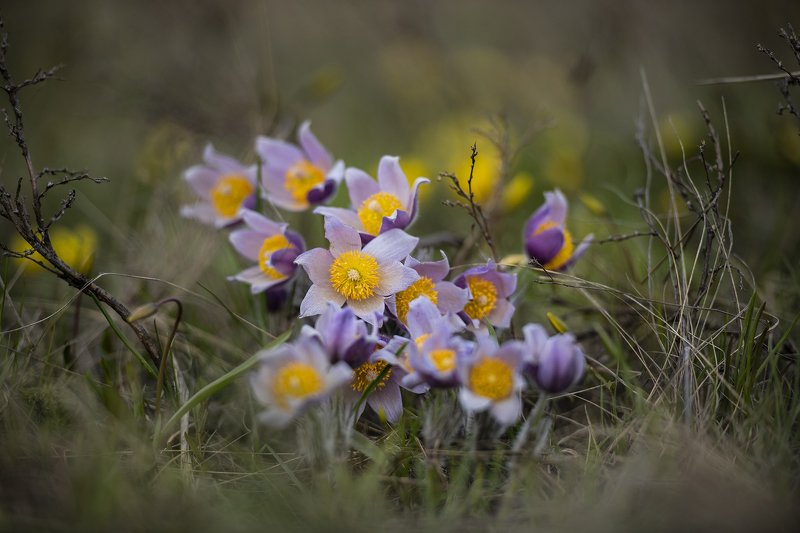 первенцы фото превью