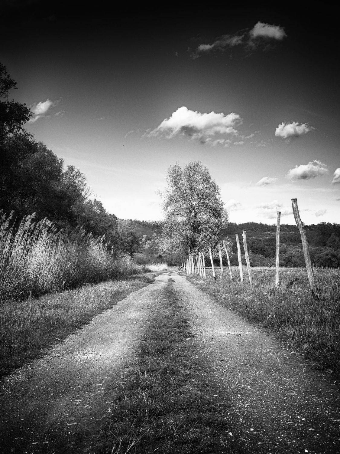 Spring walk 2. Автор: Adrian Eperjessy , Adrian Eperjessy