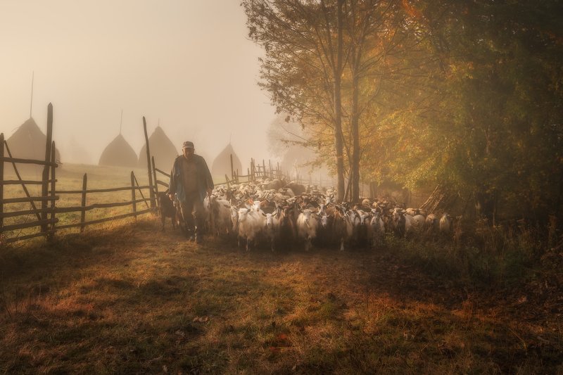 карпаты  фото превью