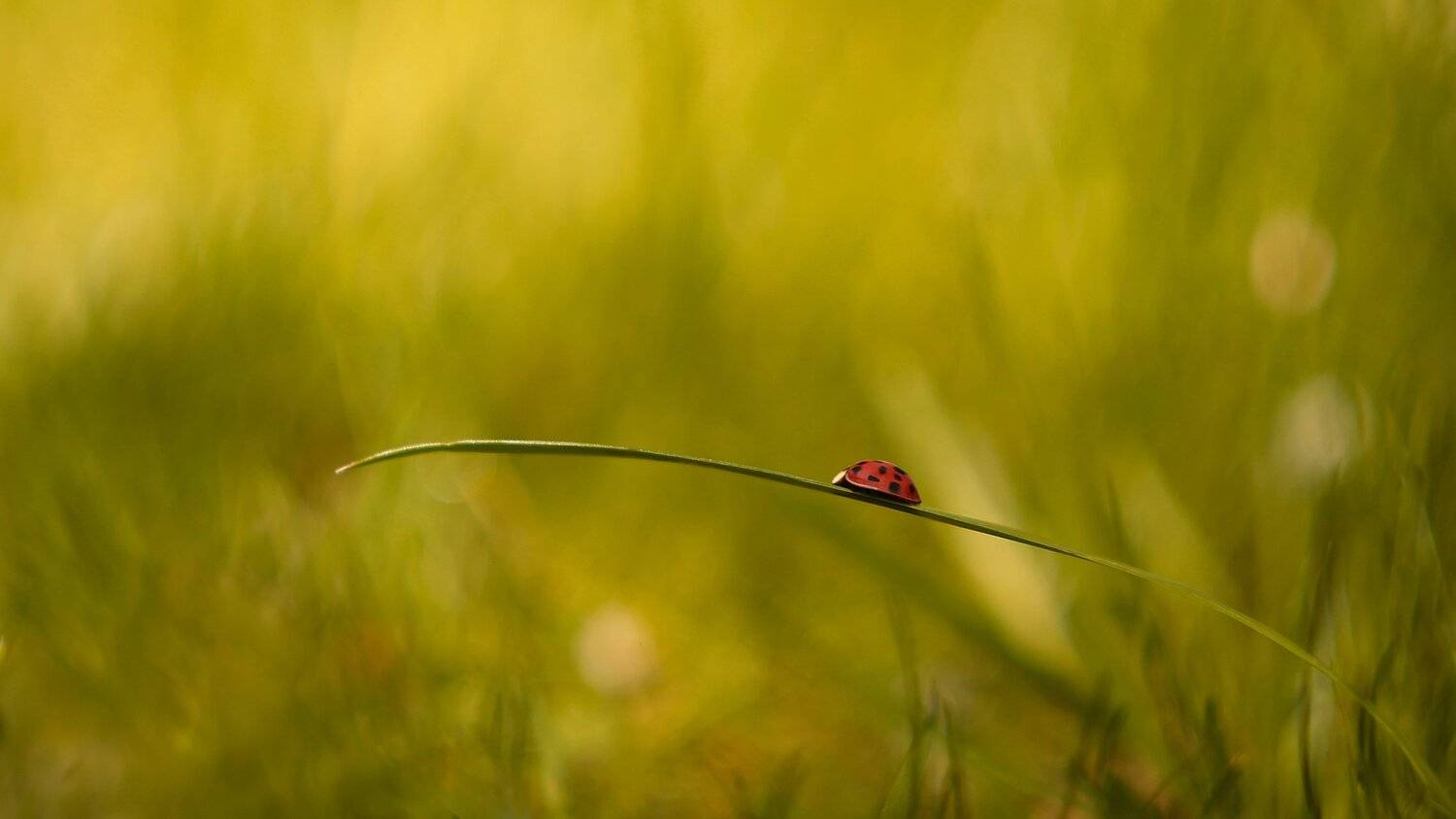 , Эдуард Колобошников