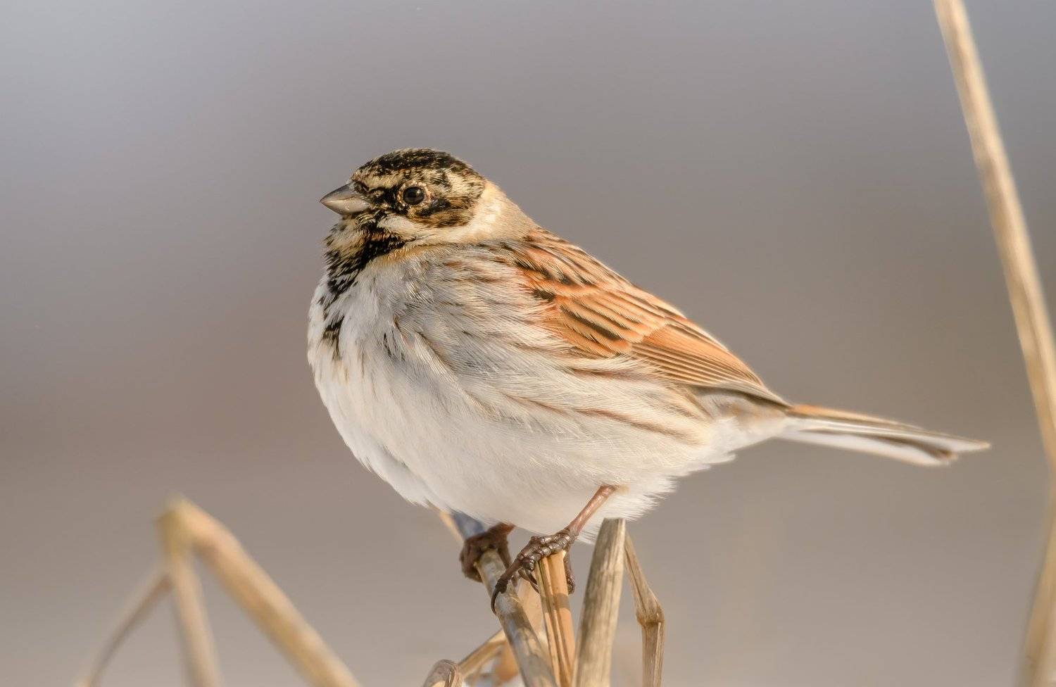 Тростниковая овсянка, камышовая овсянка, камышник, Emberiza schoeniclus, Одинцовский район, , Ксения Соварцева