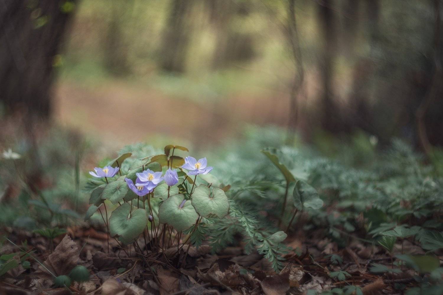 , Шинкарева Елена