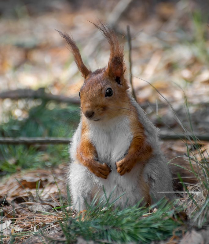 белка, лес, Бела.. фото превью