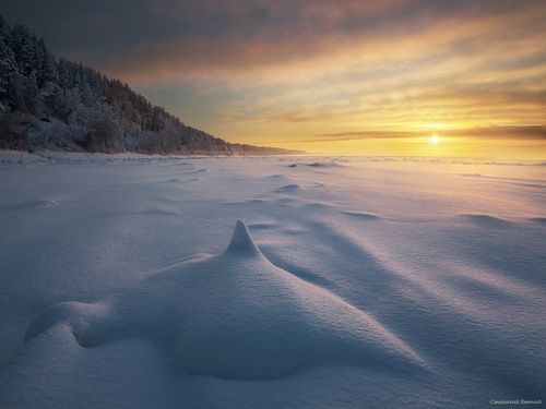 Снежная акула