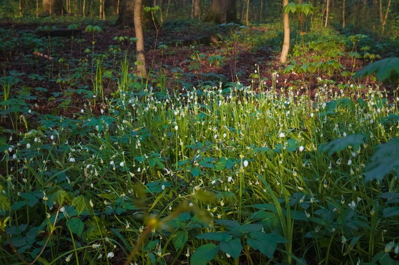 Прогулка в мае фото превью