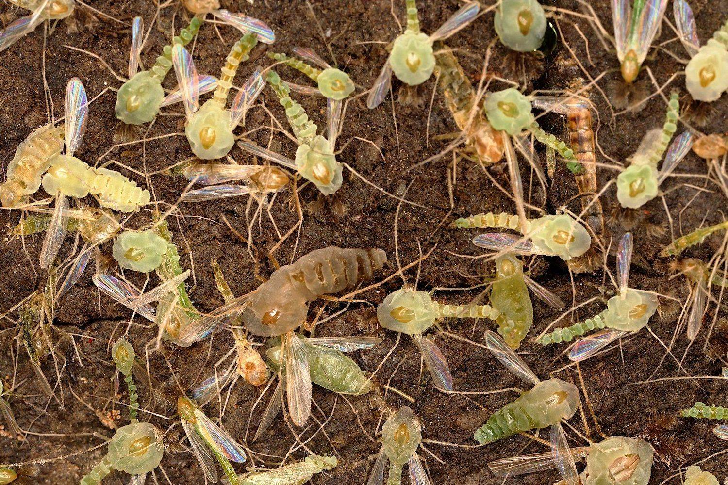самоизоляция, социальная, дистанция, Александр Зорин