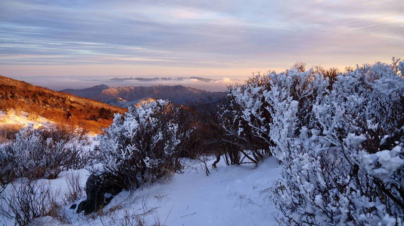 south korea, jeollabukdo, winter, fog, tree, mountain, rime ice, sunlight, cloud, morning light, landscape, Rime ice on the branches фото превью