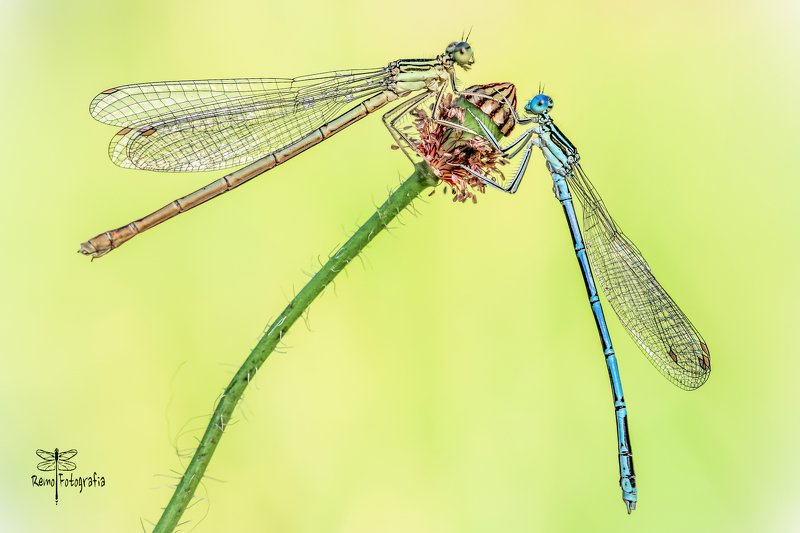 Platycnemis pennipes-Pióronóg zwykły. фото превью