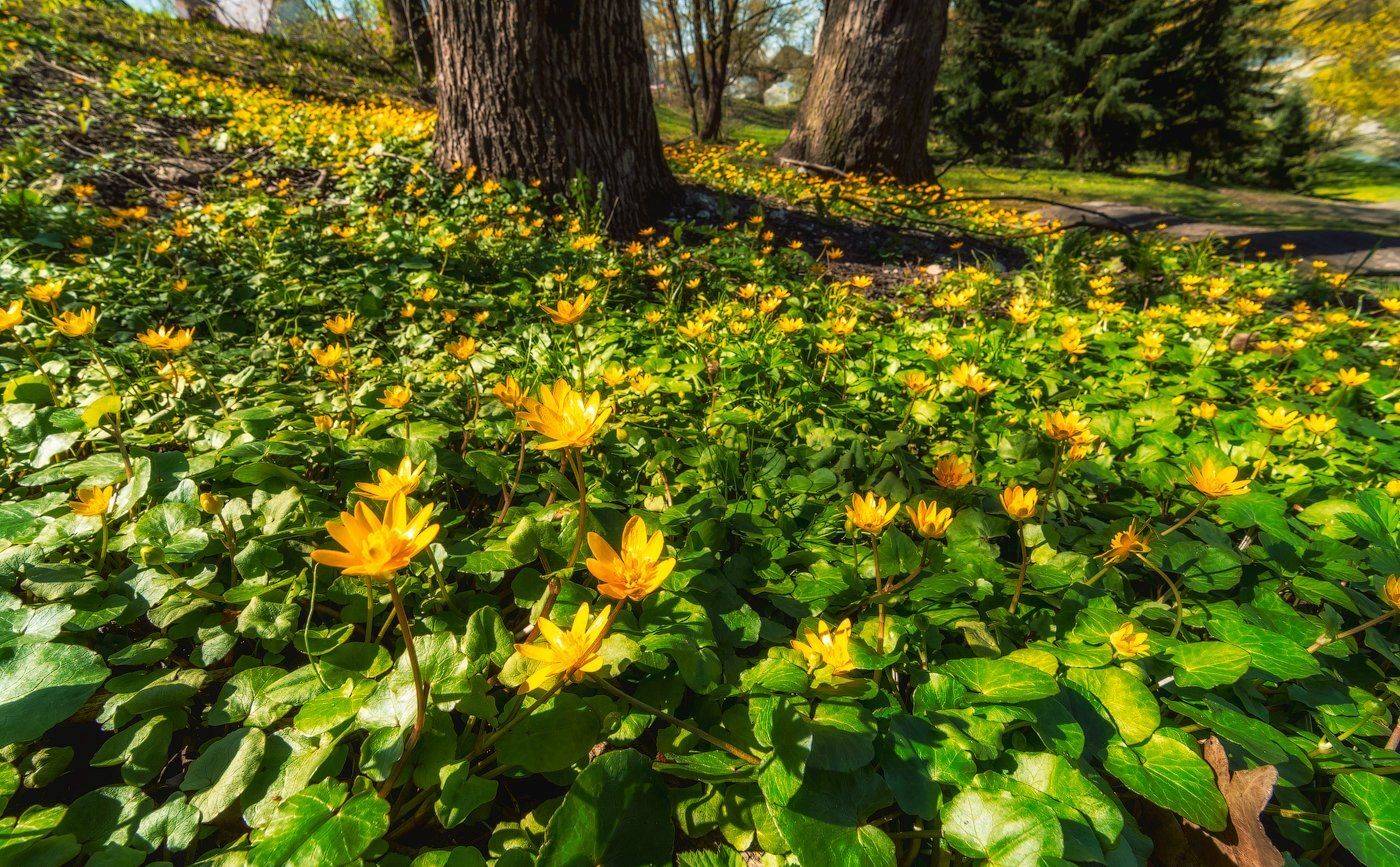 весна, лес, цветы, Майя Афзаал