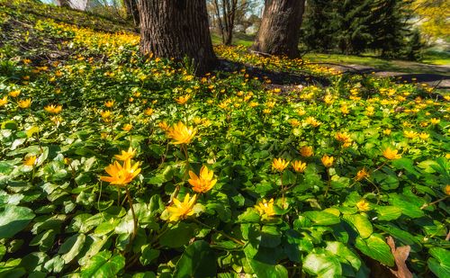 Лесной ковер