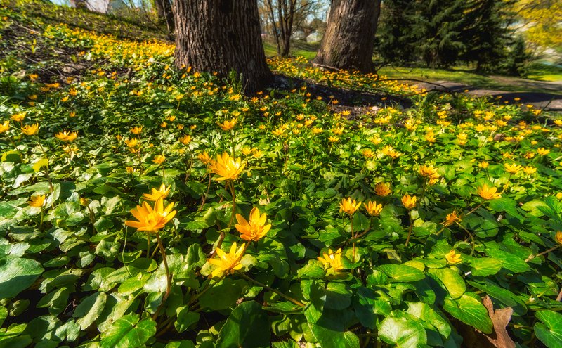 весна, лес, цветы Лесной ковер фото превью