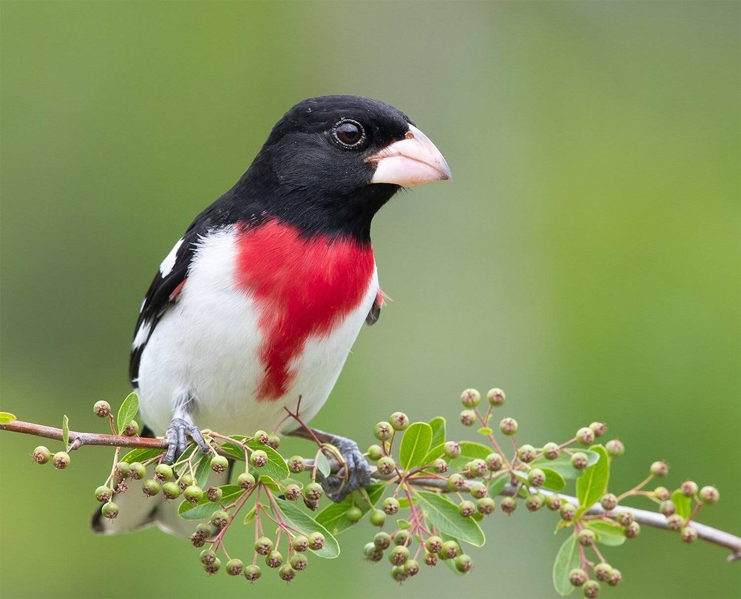 красногрудый дубоносовый кардинал, rose-breasted grosbeak, grosbeak, Elizabeth Etkind