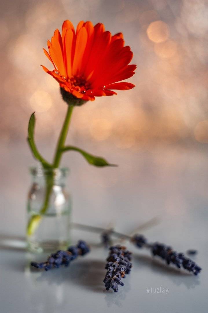 цветок календулы, календула, лаванда, гелиос, боке, Владимир Тузлай