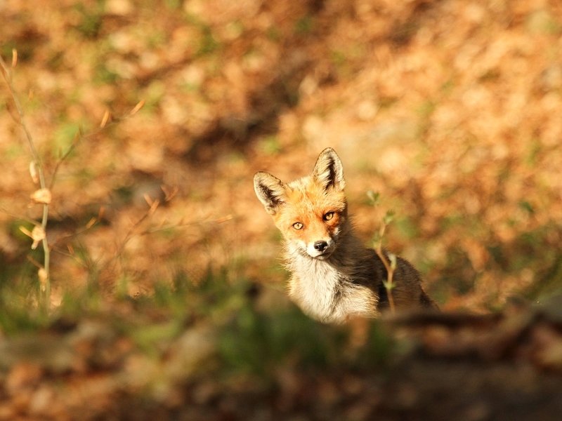 Fox фото превью