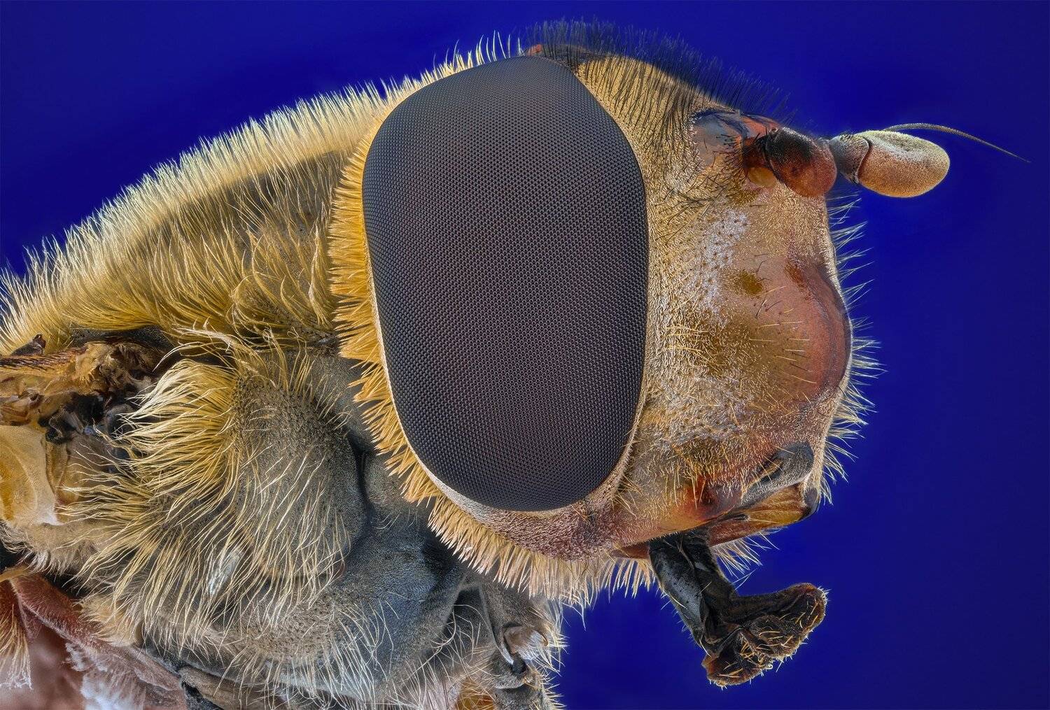 ceclii, macro, nikon d3400, lomo 3.7, Tsvetan Ganev