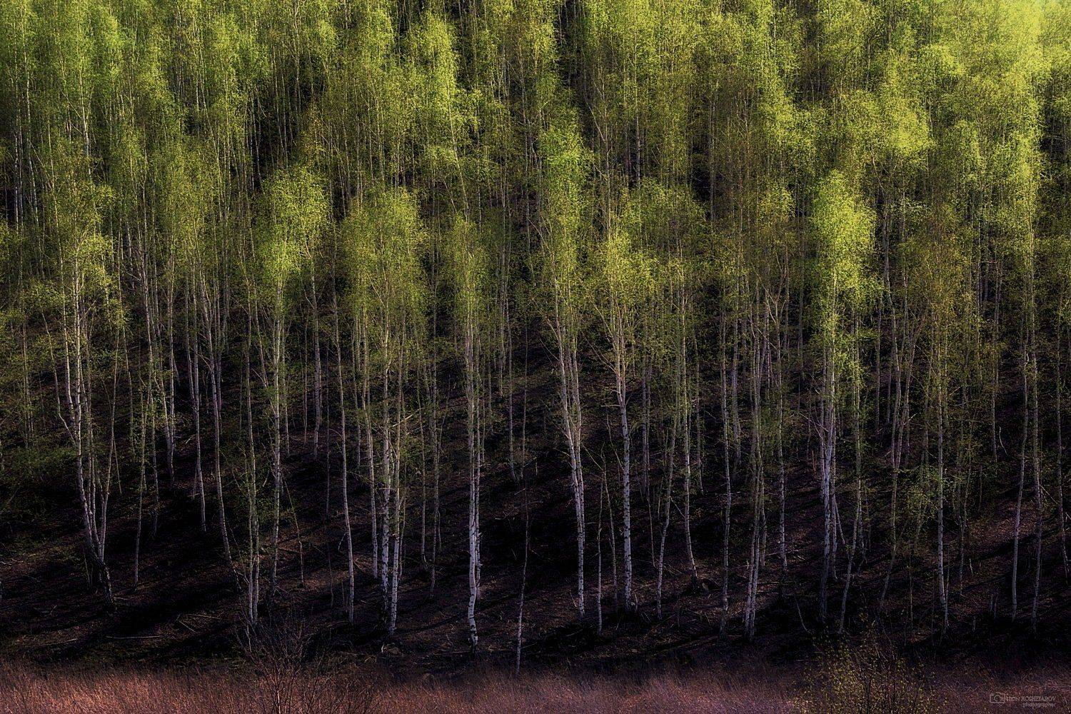 , Антон Кошетаров