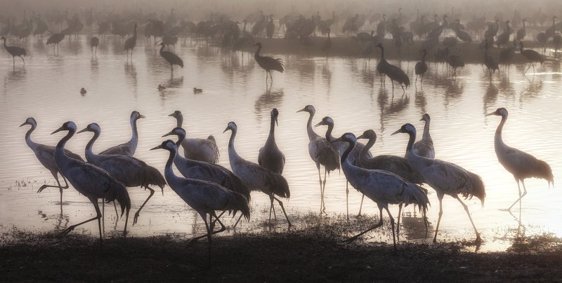 Crane Family фото превью