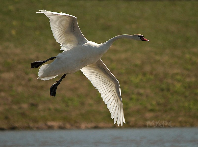 животные птицы весна лебедь-шипун Полет лебедя фото превью