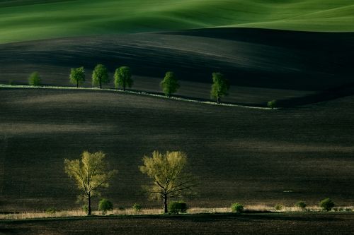 Czech fields