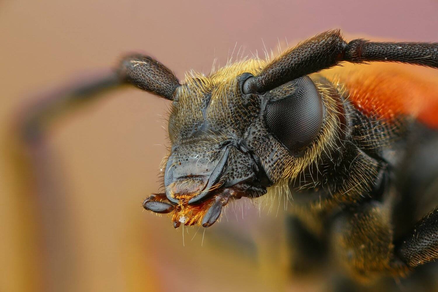 жук,макро,природа,усы,цвет,глаза,портрет,оранжевый, Андрей Шаповалов