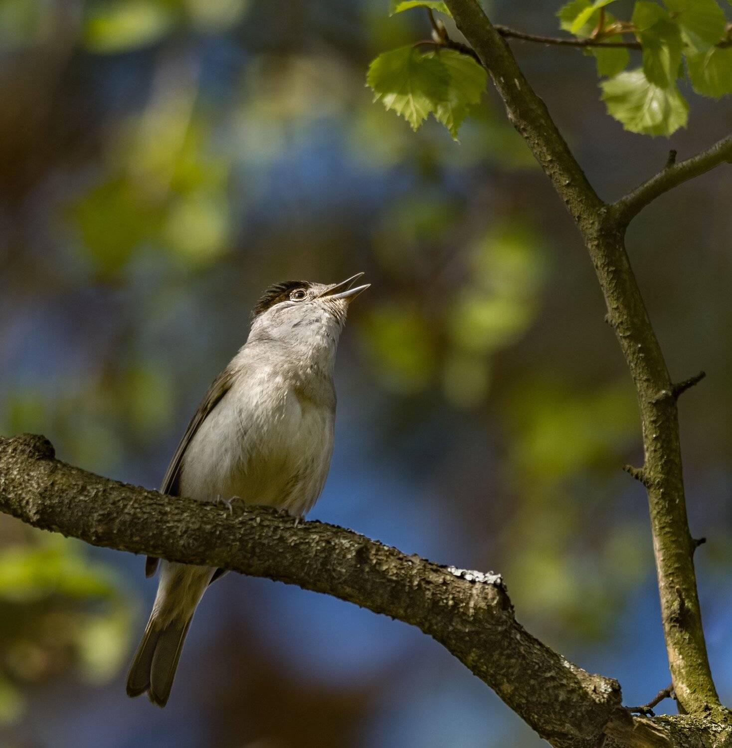, Курлянцев Алексей