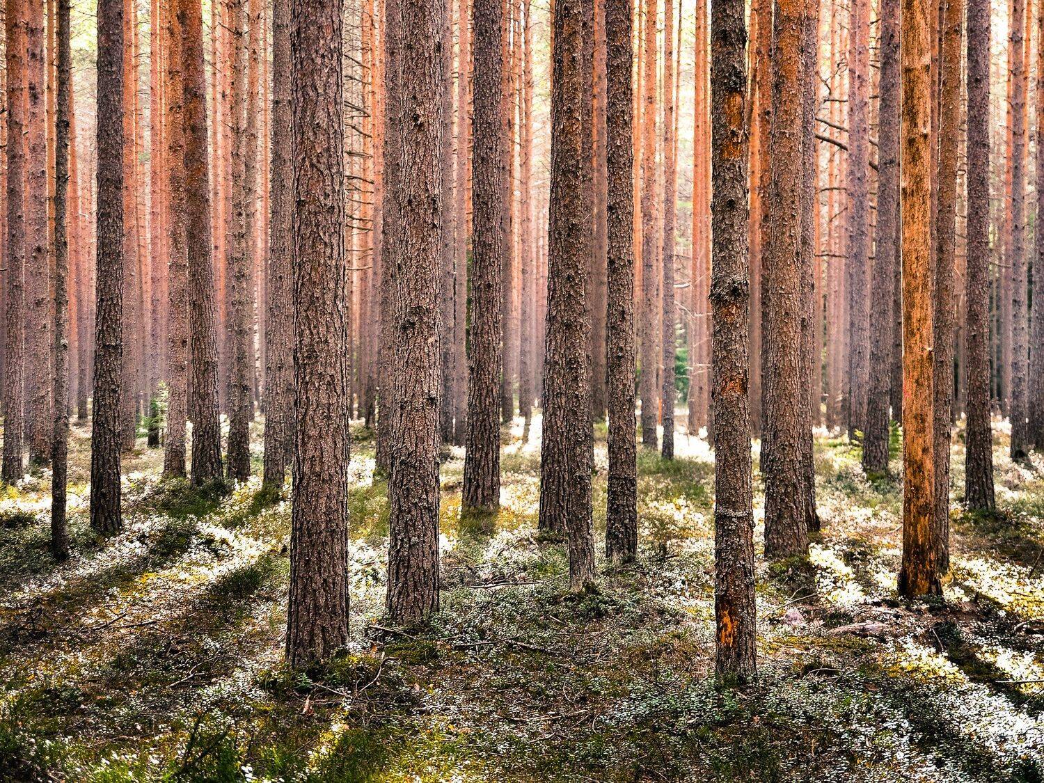 весна, ленобласть, заповедник, заказник, красиво, свет, сосны, природа, Валерий Верещако