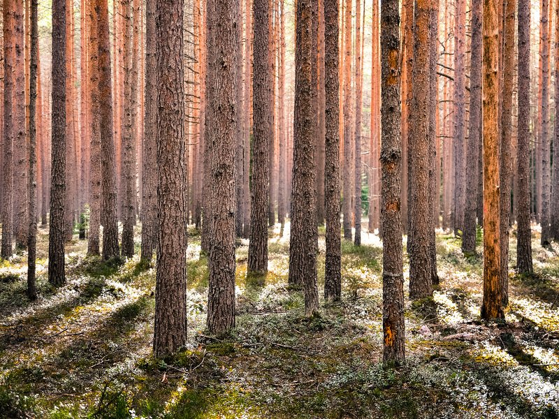 Сосновый бор. фото превью