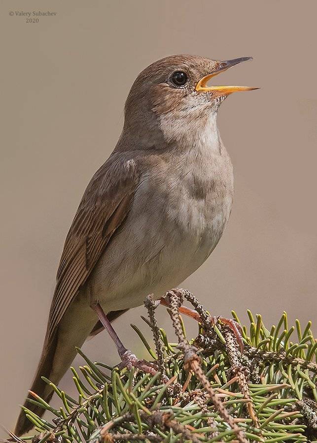 , Валерий Субачев