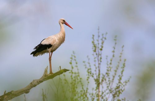 Мистер Аист