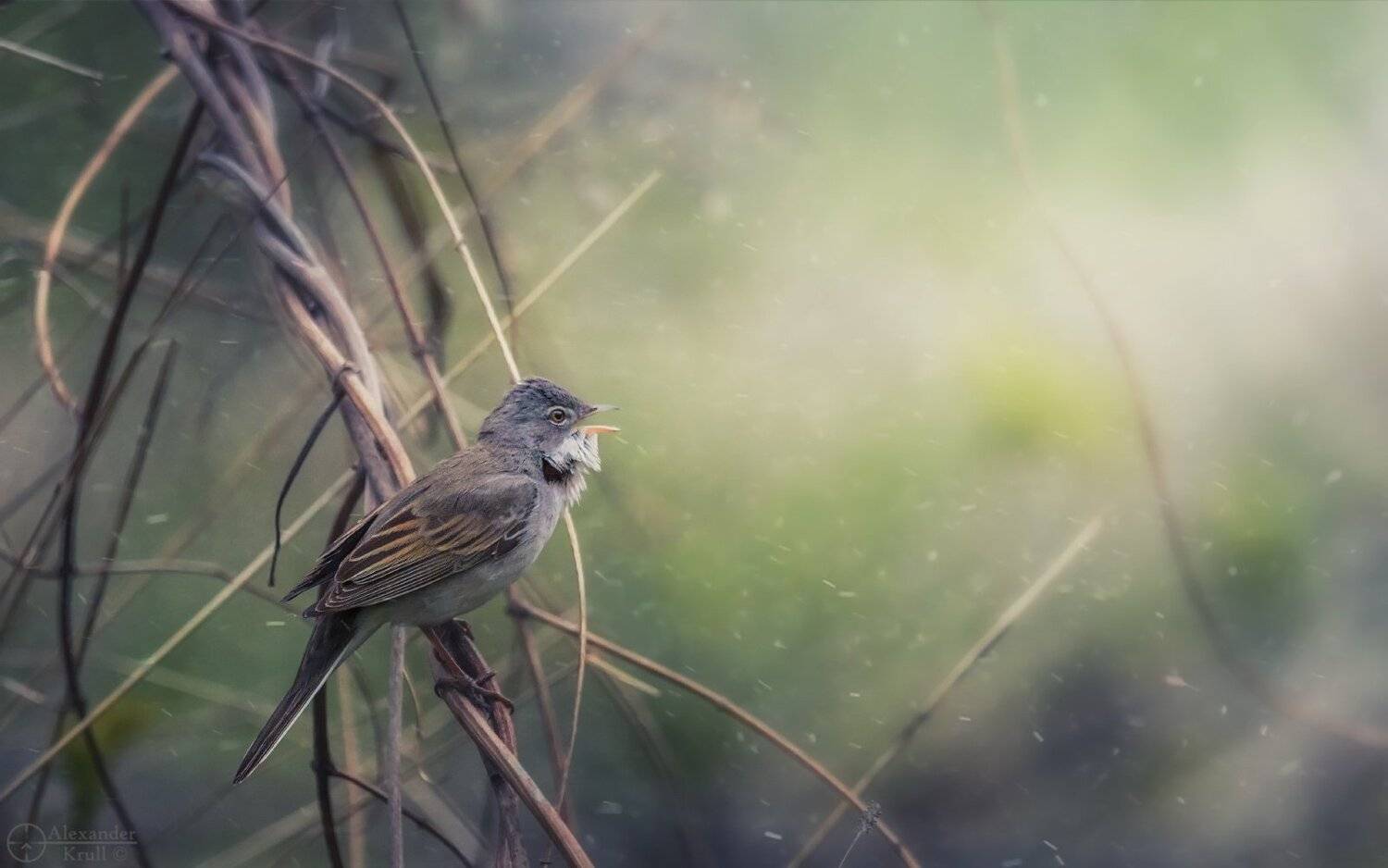 серая, славка, Александр Круль