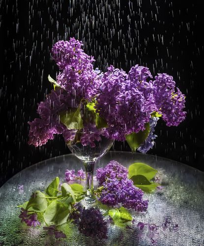 Сиреневая история