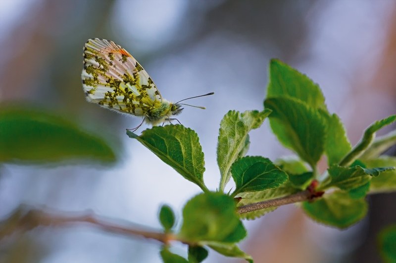 бабочка,лист,трава,солнце,крылья,свет,блик,цветок *** фото превью