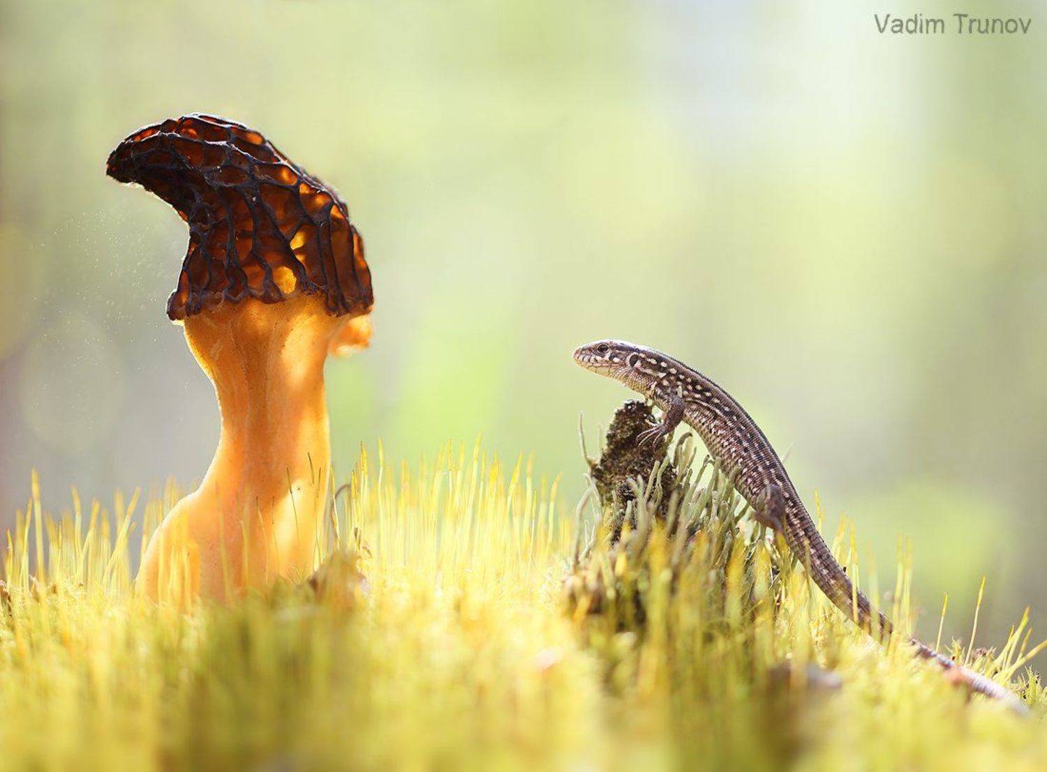 гриб, сморчок, ящерица, макро, Вадим Трунов