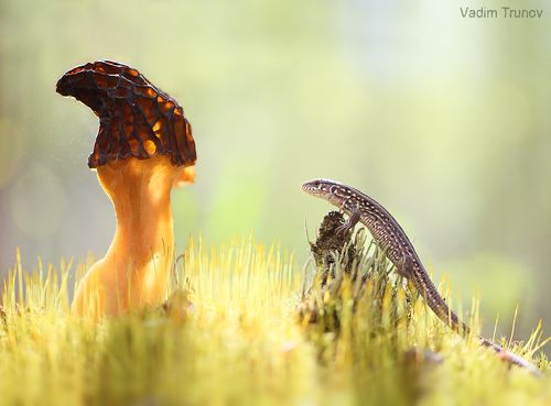 Встреча с Волшебником