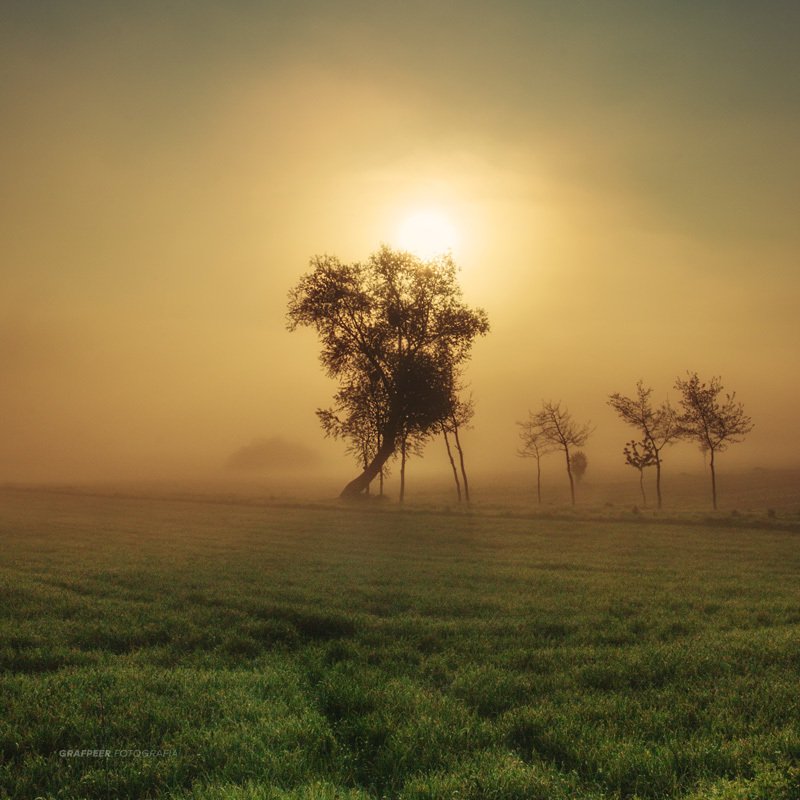 landscape, morning, foggy, tree, sunrise, field a foggy morning... фото превью