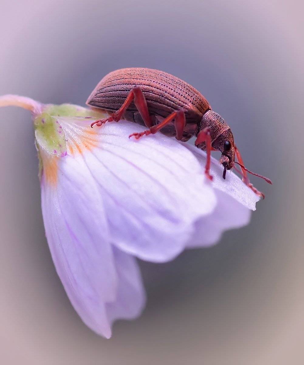 , Галина Горькавая