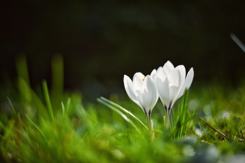 Весна фото превью