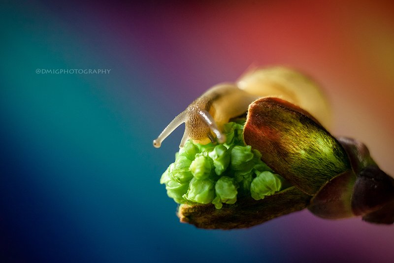 macro, snails, nature, улитка, природа, макросъёмка, макромир, colors фото превью